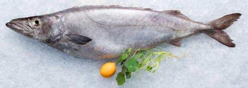 写真：焼魚、煮魚、揚物弁当