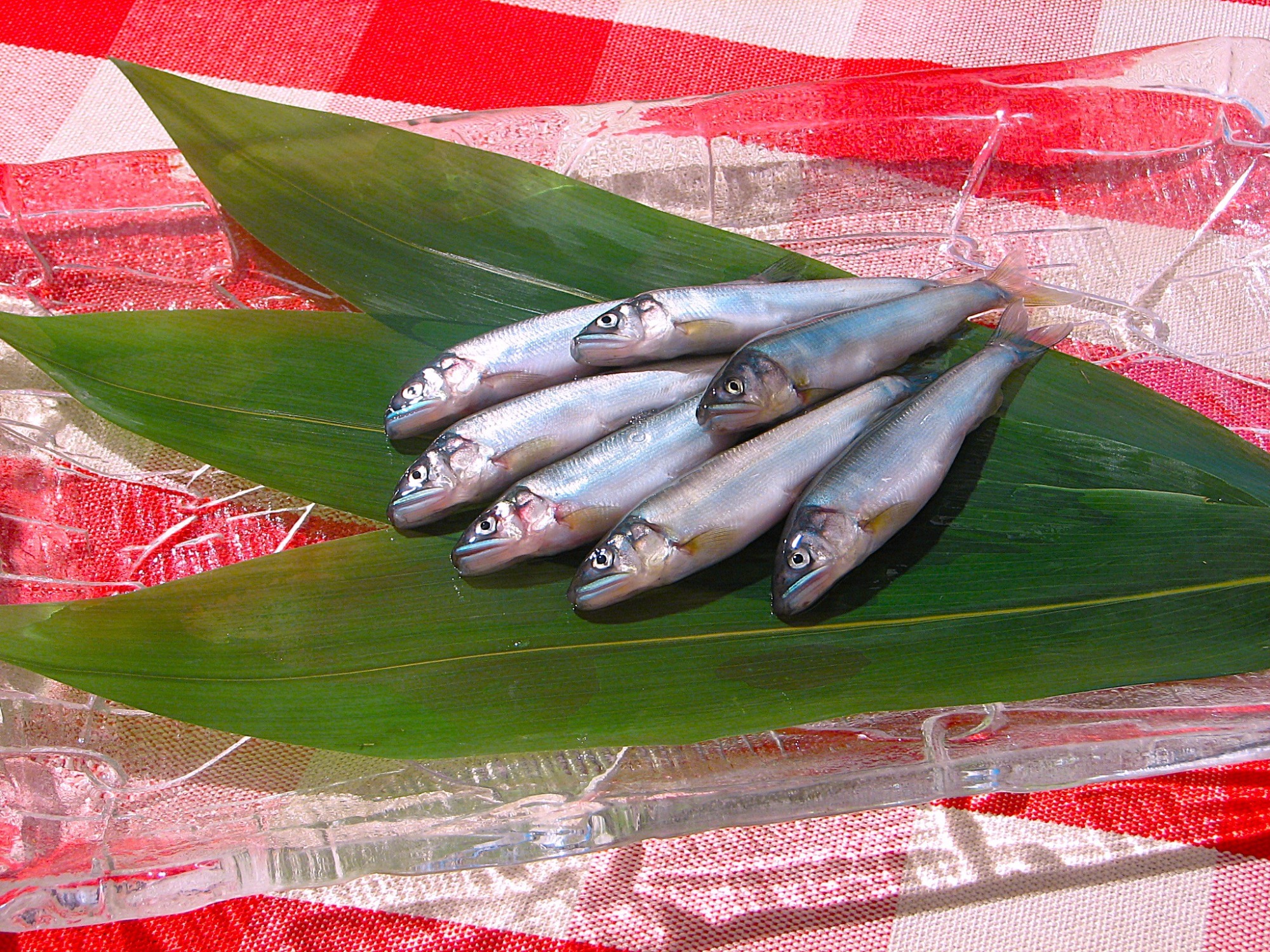 写真：天然虎ふぐ